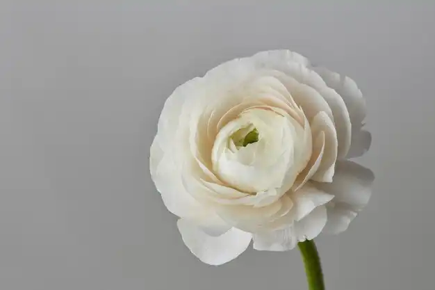 قیمت گل رز سفید طبیعی