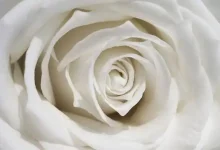 قیمت گل رز سفید طبیعی